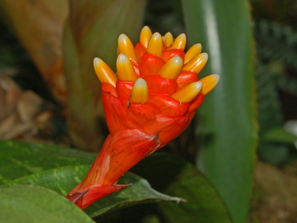 La strana inflorescenza di una pianta - Guzmania musaica